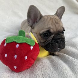 French Bulldog Puppies from Fabi's French Bulldogs