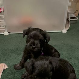 Miniature Schnauzer Puppies from Mini Schnauzers for Life