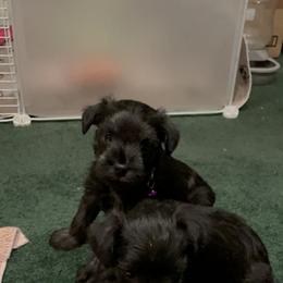 Miniature Schnauzer Puppies from Mini Schnauzers for Life