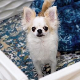 Girl 1 - female Chihuahua puppy in Orlando, Florida from Destiny Chihuahuas