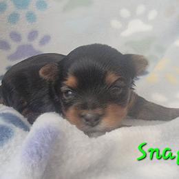 Snape - Black and gold male Yorkshire Terrier puppy in Springville, Utah from Lundberg Yorkies