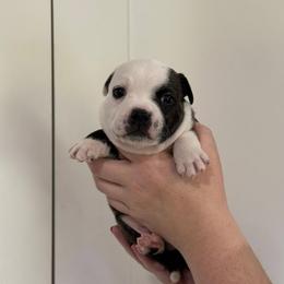 Purple Collar - White and brindle male Staffordshire Bull Terrier puppy in Scappoose, Oregon from Stumptown Staffordshire Bull Terriers