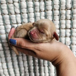 Cider - boy 3 - Apricot male Cavapoo puppy in London, Kentucky from Blue Meadow Puppies