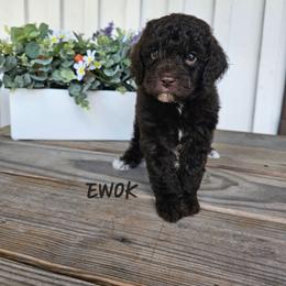 Ewok - Brown and white male Cockapoo puppy in Fort White, Florida from Jade