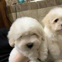 Coton de Tulear Puppies from Shiloh Cotons