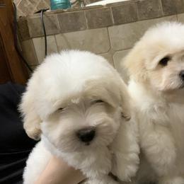 Coton de Tulear Puppies from Shiloh Cotons