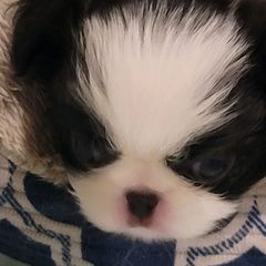 Japanese Chins from Mizumi Japanese Chin