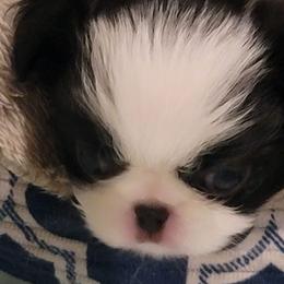 Japanese Chins from Mizumi Japanese Chin