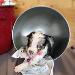 Blossom (Yellow Collar) - Blue merle female Australian Shepherd puppy in Okeechobee, Florida from Rothsolid Puppies