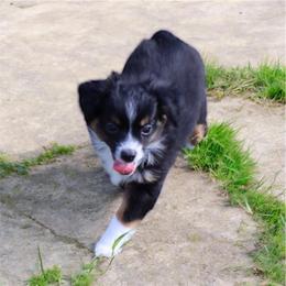 Stetson - Black tri male Toy Australian Shepherd puppy in Anson, Texas from Diamond Bar N Ranch
