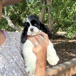 Yellow collar - Black and white female Cocker Spaniel puppy in Bonsall, California from CuttinBlue Farms