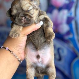 CKC Cocoa Brown - Chocolate and tan male Shih Tzu puppy in Roseville, Michigan from Diamond Paws LLC