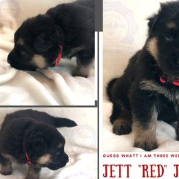 German Shepherd Puppies from Mountain Kraft K9 Kennel
