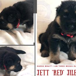 German Shepherd Puppies from Mountain Kraft K9 Kennel