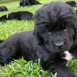 Newfoundlands from Black River Newfoundlands