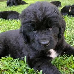 Newfoundlands from Black River Newfoundlands