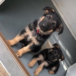 German Shepherd Puppies from Von Brightknight