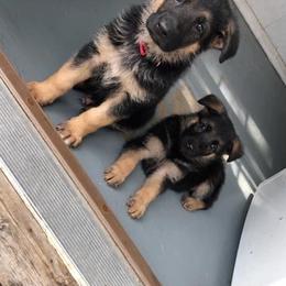 German Shepherd Puppies from Von Brightknight