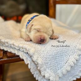 Benji - Yellow male Labrador Retriever puppy in Cinebar, Washington from Pure Joy Labradors and Mini Dachshunds