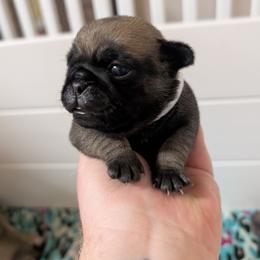 Elsa - Fawn female Pug puppy in Winter Haven, Florida from Lisa's Pugalicious Pugs