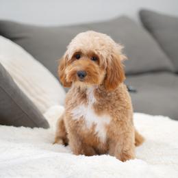 Valentine - Goldendoodle