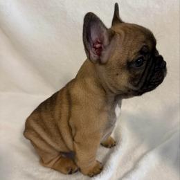 Blossom - Fawn and white female French Bulldog puppy in Madison, Wisconsin from MadCity Frenchies