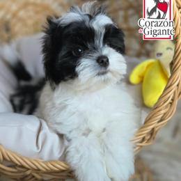Jinu - Parti male Yorkshire Terrier puppy in California from Corazon de gigante