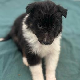 Girl 1 - Black white and tan female Shetland Sheepdog puppy in Pensacola, Florida from Nancy Barger's Siberian Huskies