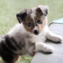 Miniature Australian Shepherd and Toy Australian Shepherd Puppies from Stone & Sage ATX Toy & Mini Aussies