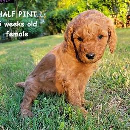 Half Pint - Red  female Goldendoodle puppy in Greer, South Carolina from South Paw Doodles
