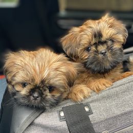 Shih Tzu Puppies from Once in a Lifetime Shih Tzu