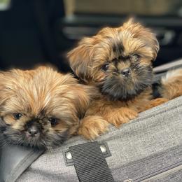 Shih Tzu Puppies from Once in a Lifetime Shih Tzu