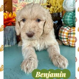 Benjamin - Cream male Goldendoodle puppy in Caddo Mills, Texas from Fire Wife Doodles