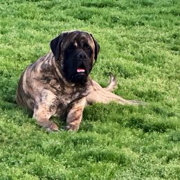 Clyde - Mastiff