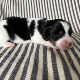 RB FEMALE 1 - Piebald female Dachshund puppy in Elkhart, Indiana from Hart City Dachshunds