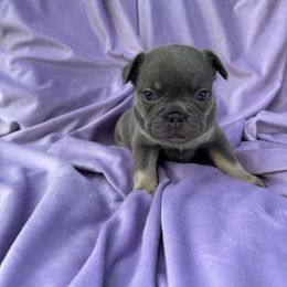 French Bulldog Puppies from Kehaulani Crittle