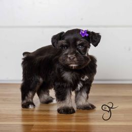 Mylee - Liver Miniature Schnauzer puppy in Diamond Valley, Utah from JoJo's Schnauzers