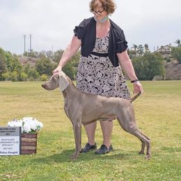 Rocco - Weimaraner