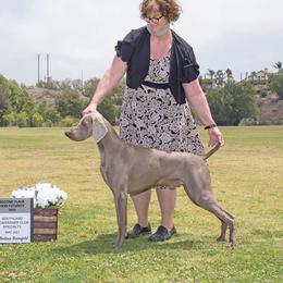 Rocco - Weimaraner