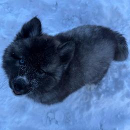 Pinwheel - Agouti and white male Siberian Husky puppy in West Branch, Michigan from First Frost Kennels
