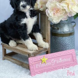 Aussiedoodle and Australian Shepherd Puppies from Dunroamin Farms Australian Shepherds and Aussiedoodles