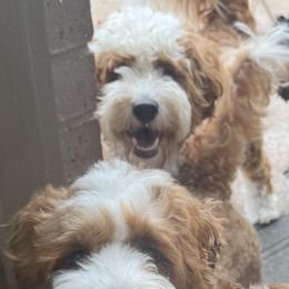 Australian Labradoodles from Lakeway Labradoodles