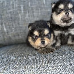 Pomeranian Puppies from Frensace Kennel