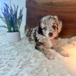 Mr.Tumnus - White and red merle male Bordoodle puppy in Valley Center, California from Circle R Valley Bordoodls