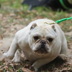 Fiona - Shorty Bull