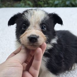 Bagel - Black and white male Border Collie puppy in East Brady, Pennsylvania from Riverwood