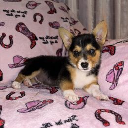 American Corgi and Pembroke Welsh Corgi Puppies from Grassy Lake Corgis