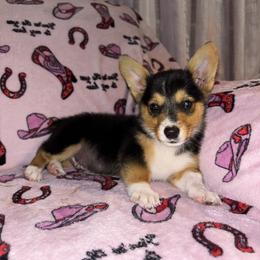 American Corgi and Pembroke Welsh Corgi Puppies from Grassy Lake Corgis