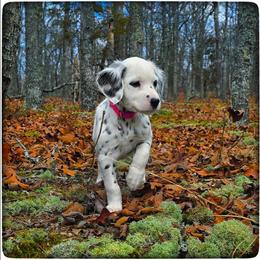 Tiara (LUA Longcoat) - White and black female Dalmatian puppy in Salem, Missouri from Paradise Spots Dalmatians
