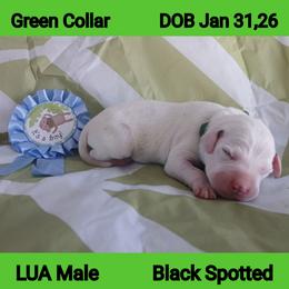 LUA BLACK SPOT BOY - White and black male Dalmatian puppy in Perry, Michigan from Mid-Michigan Dalmatians